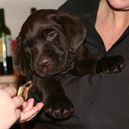 choko en mørkebrun labrador